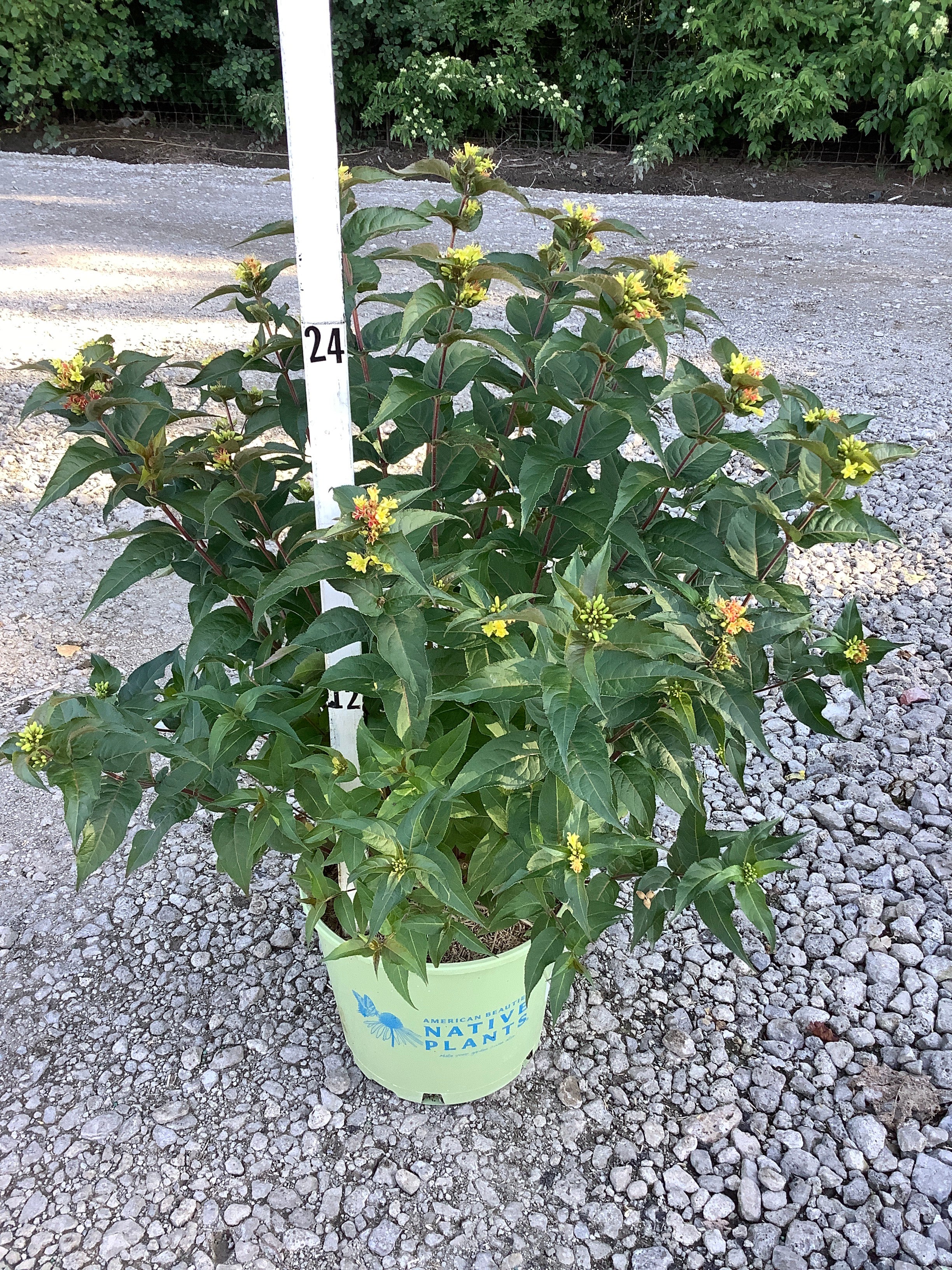 Diervilla lonicera 'Ru-Bee Wren'