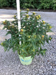 Diervilla lonicera 'Ru-Bee Wren'