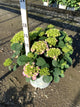 Hydrangea macrophylla 'Lets Dance Sky View'