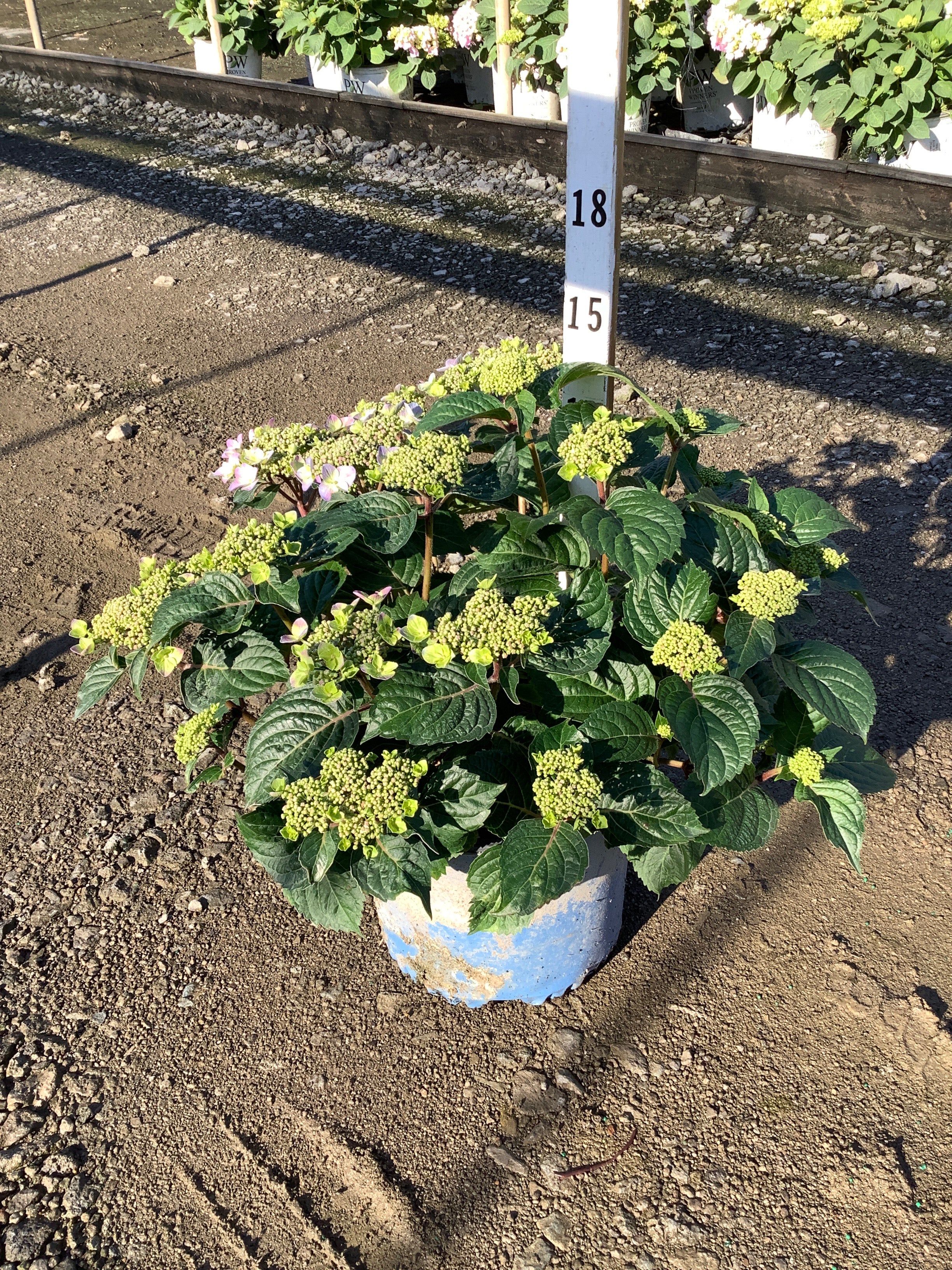 Hydrangea macrophylla 'Pop Star'