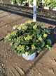 Hydrangea macrophylla 'Pop Star'