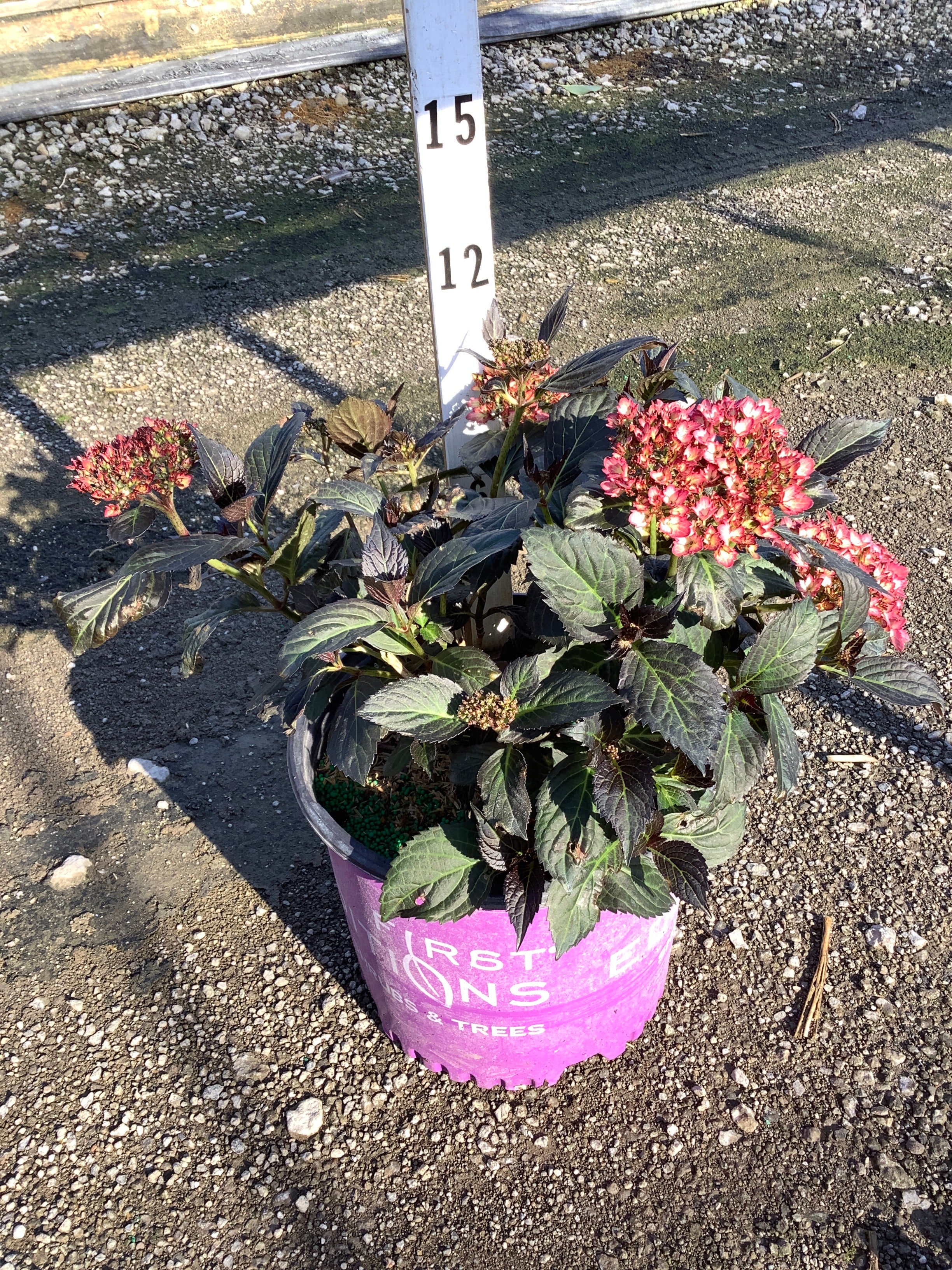Hydrangea macrophylla 'Eclipse'