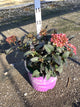 Hydrangea macrophylla 'Eclipse'