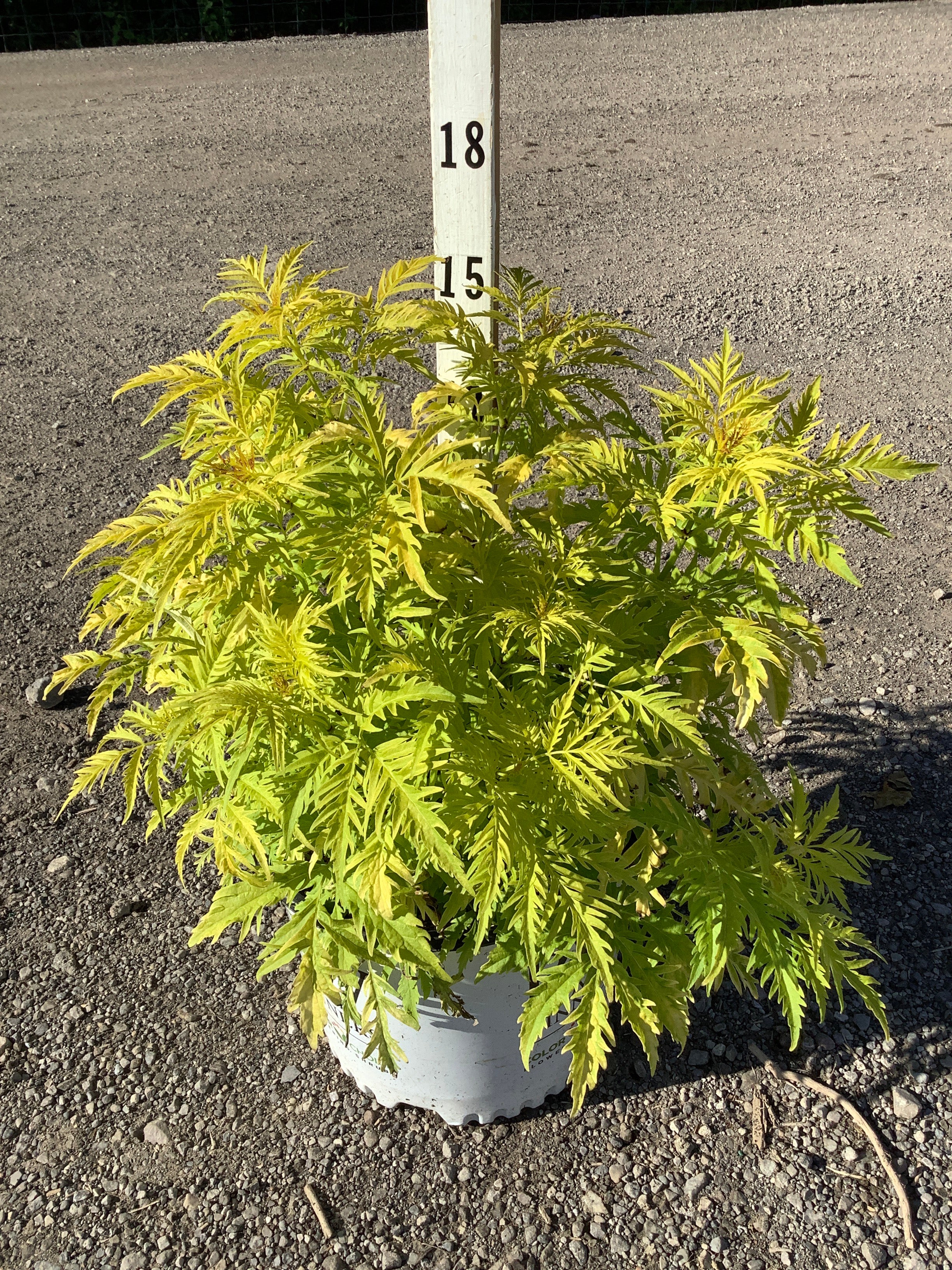 Sambucus lemony 'Lace'
