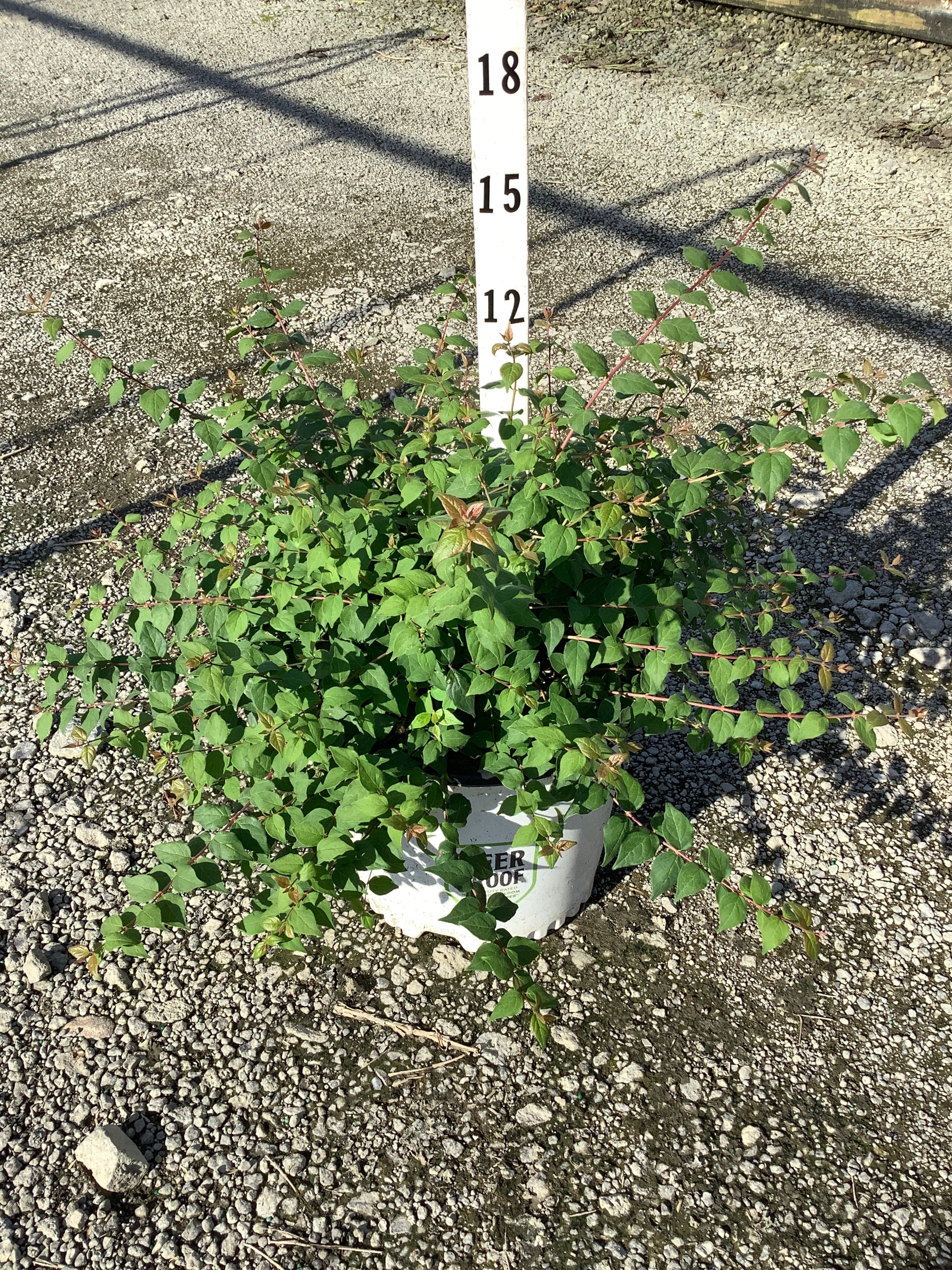 Kolkwitzia 'Jolene Jolene'