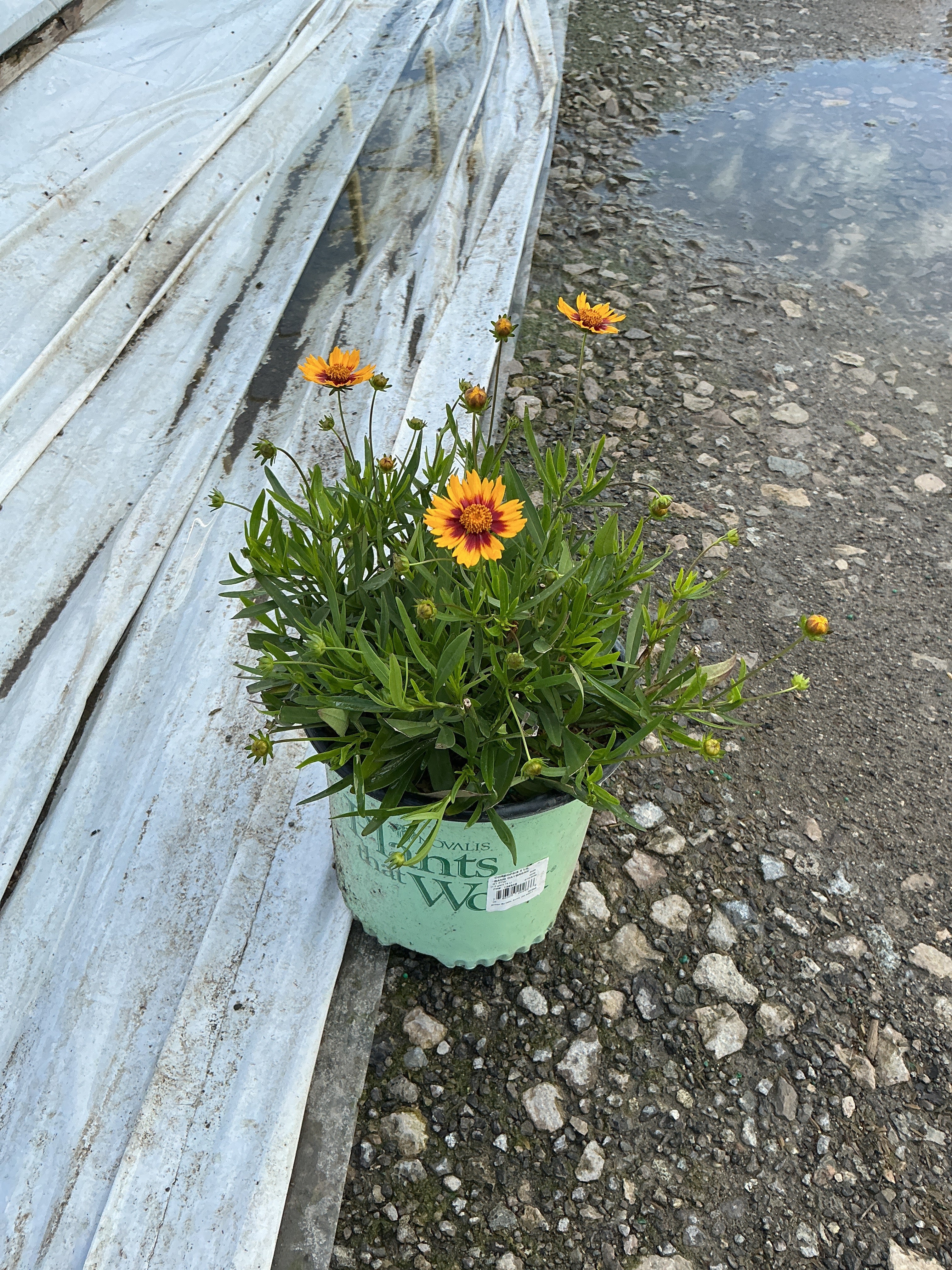 Coreopsis x 'Lil Bang Daybreak'