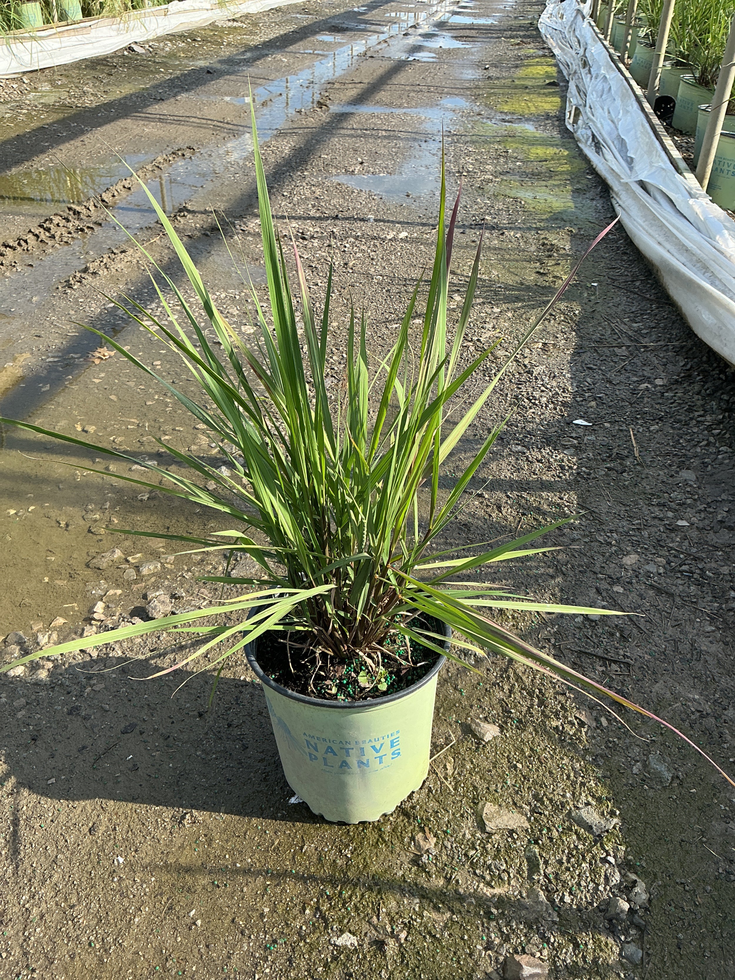 Sorghastrum 'Sorg. N. Golden Sunset'