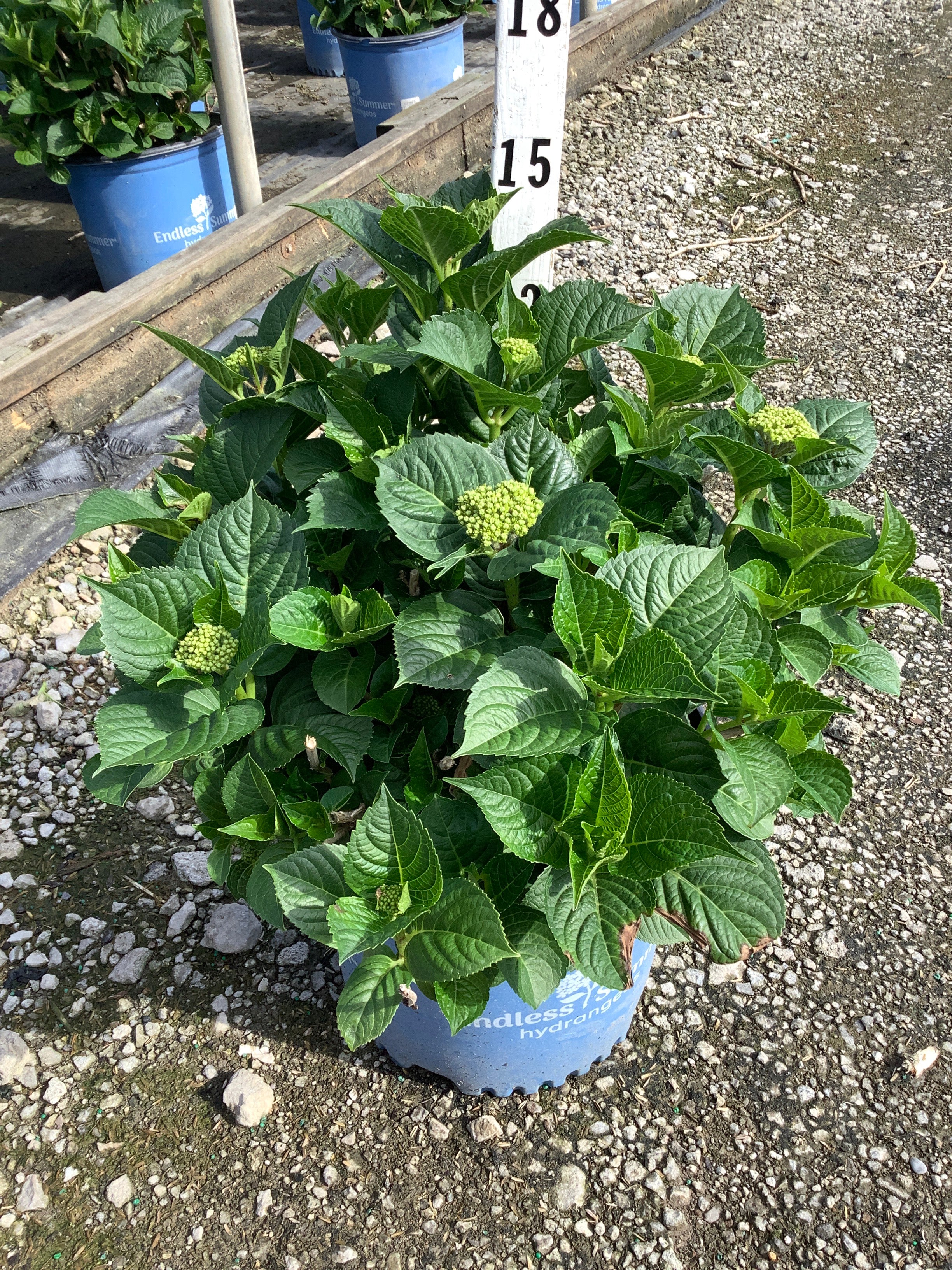 Hydrangea macrophylla 'Summer Crush'