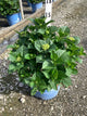 Hydrangea macrophylla 'Summer Crush'