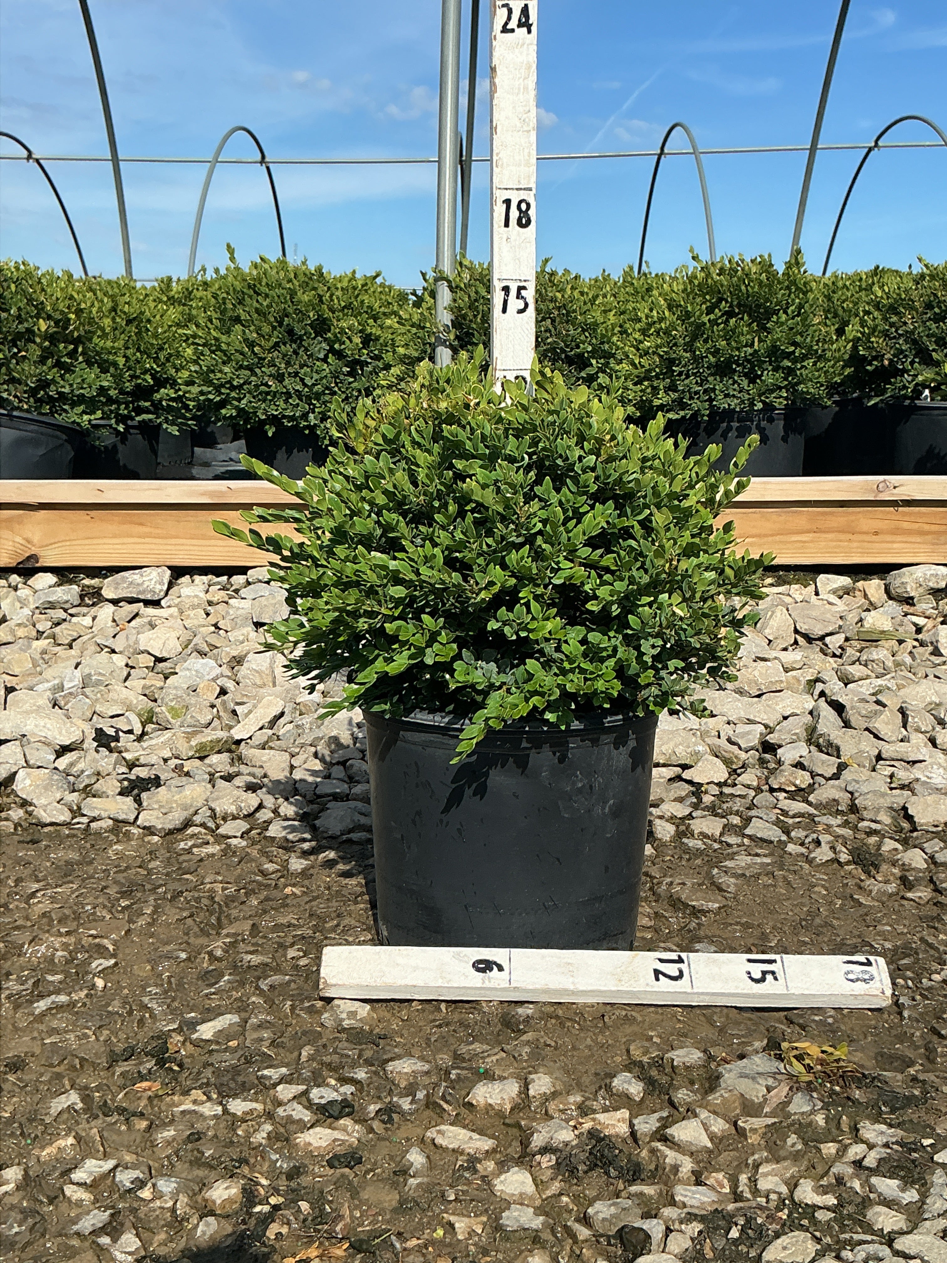 Buxus microphylla 'Green Velvet'