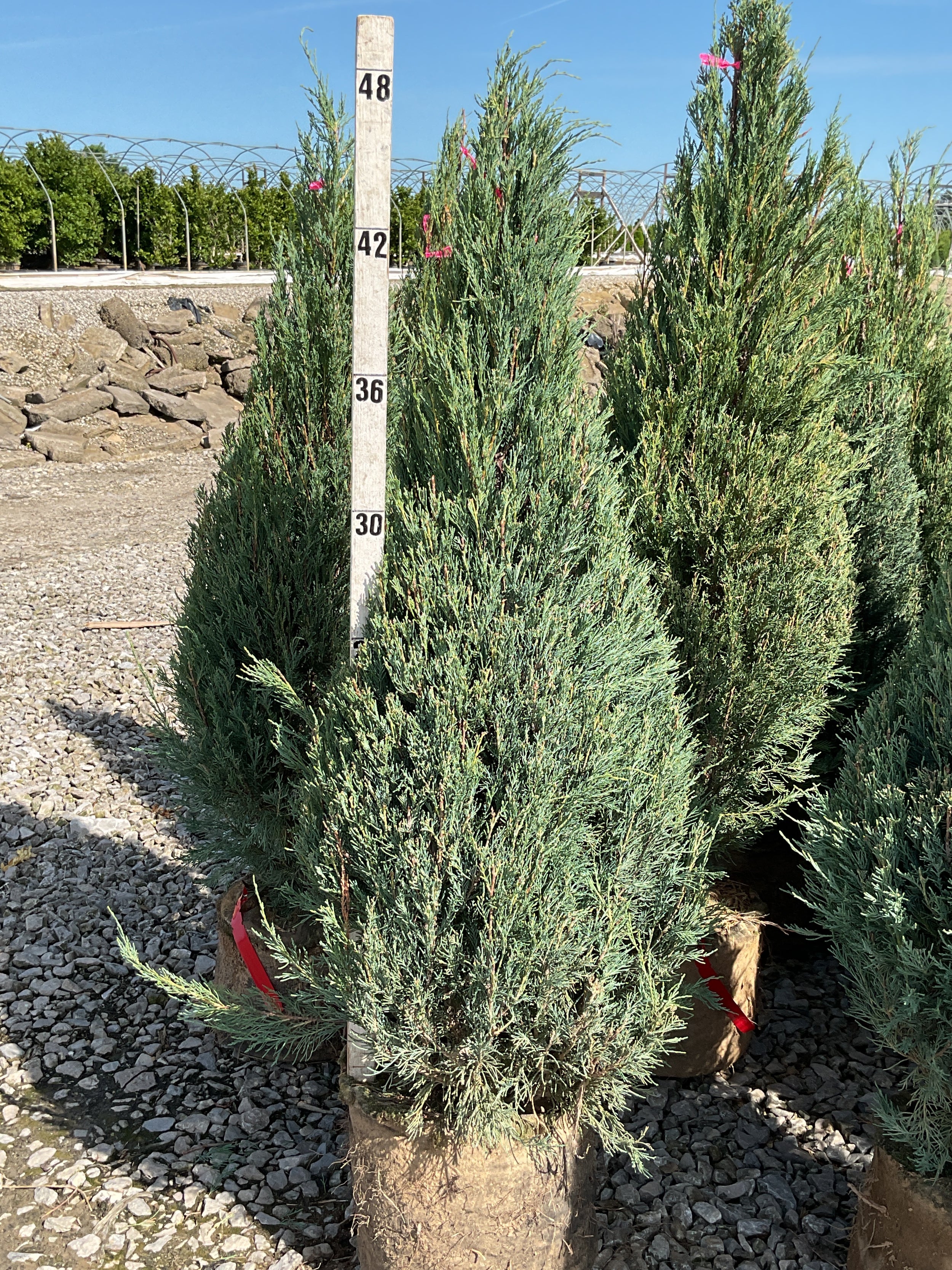 Juniperus scopulorum 'Skyrocket'