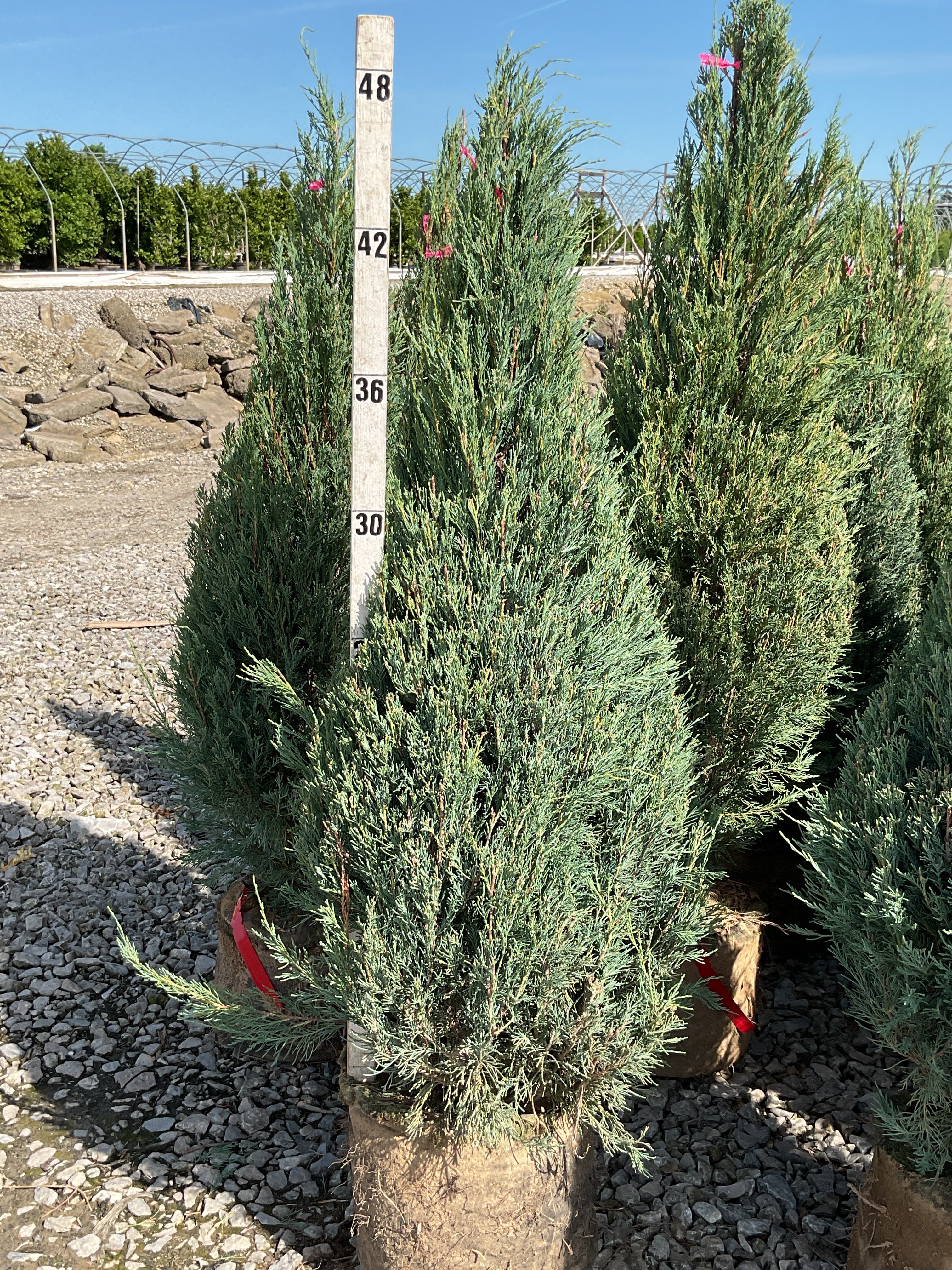 Juniperus scopulorum 'Skyrocket'