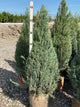Juniperus scopulorum 'Skyrocket'
