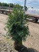 Thuja occidentalis 'Techny Mission'