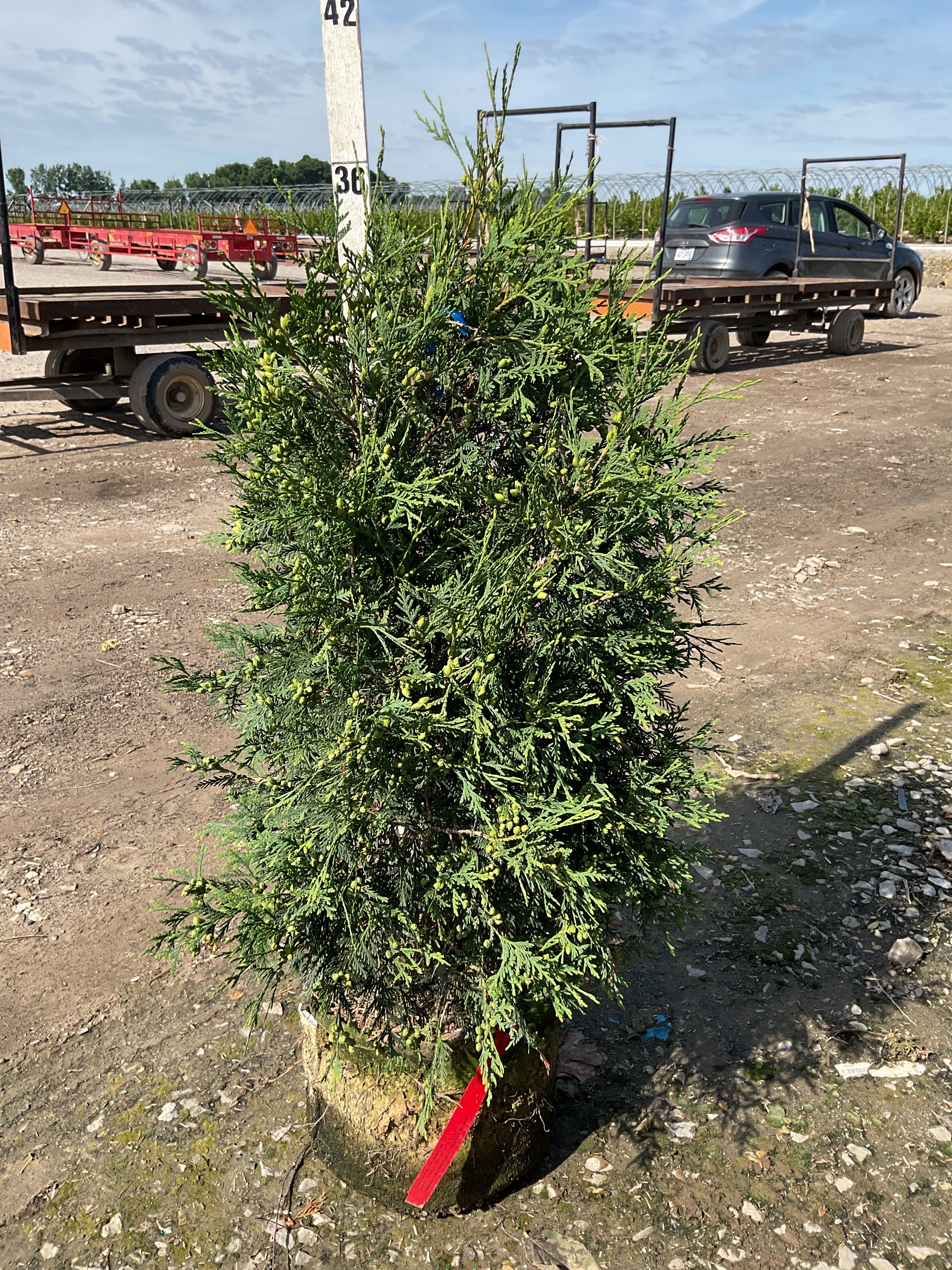 Thuja occidentalis 'Techny Mission'