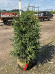 Thuja occidentalis 'Techny Mission'