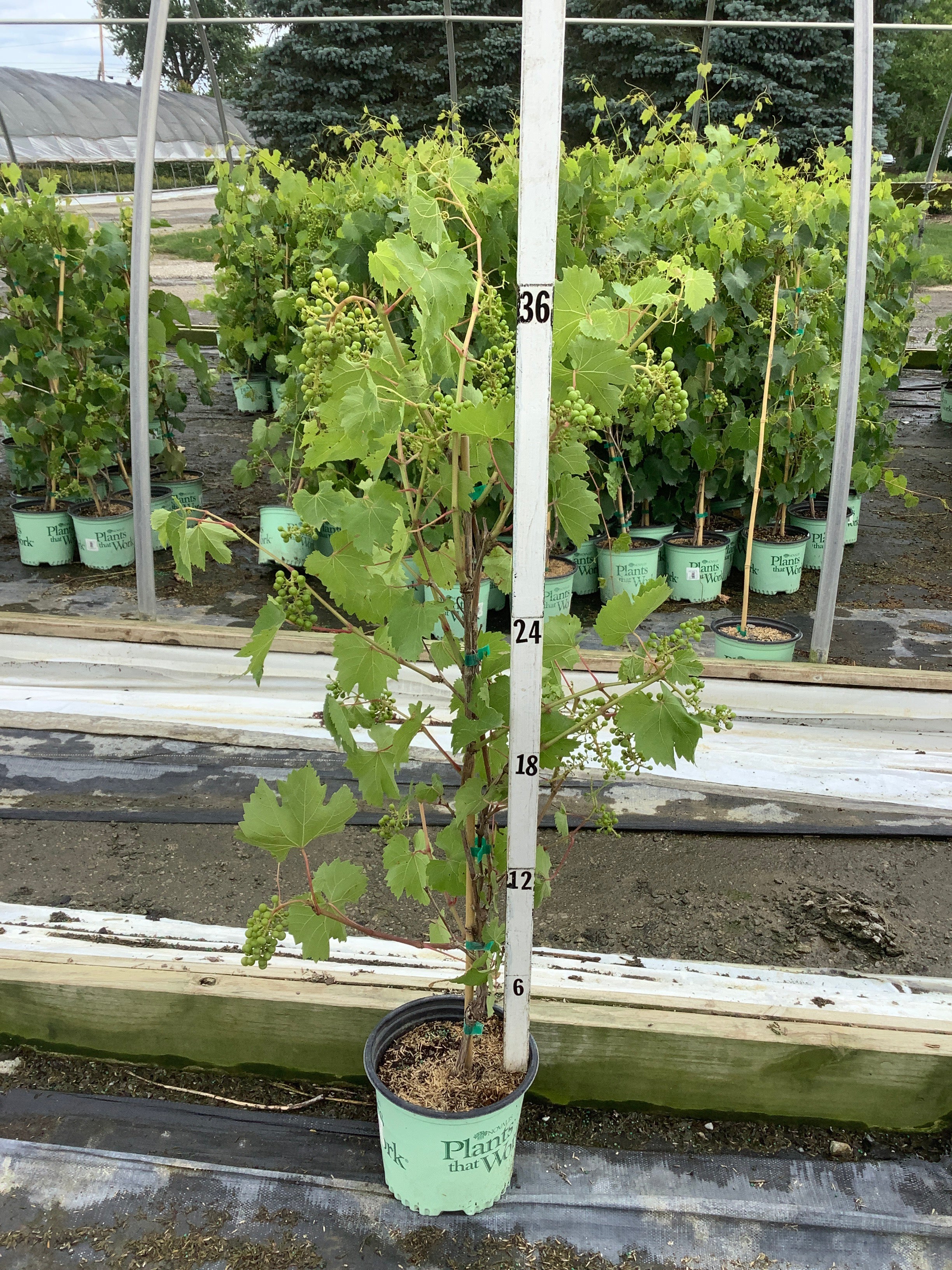 Vitis canadice 'Canadice'