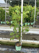 Vitis canadice 'Canadice'