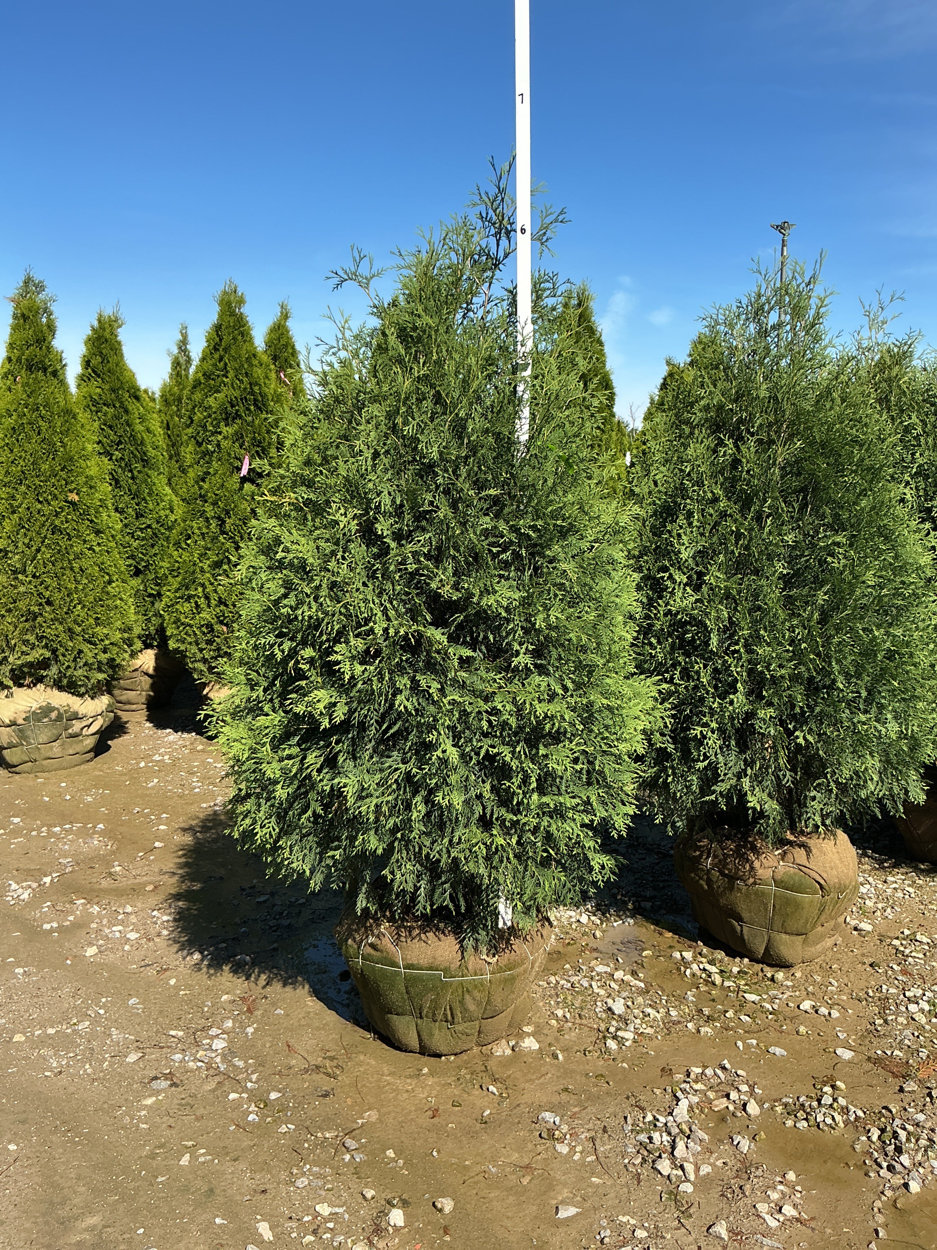 Thuja occidentalis 'Techny Mission'