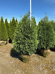 Thuja occidentalis 'Techny Mission'