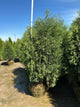 Thuja occidentalis 'Techny Mission'