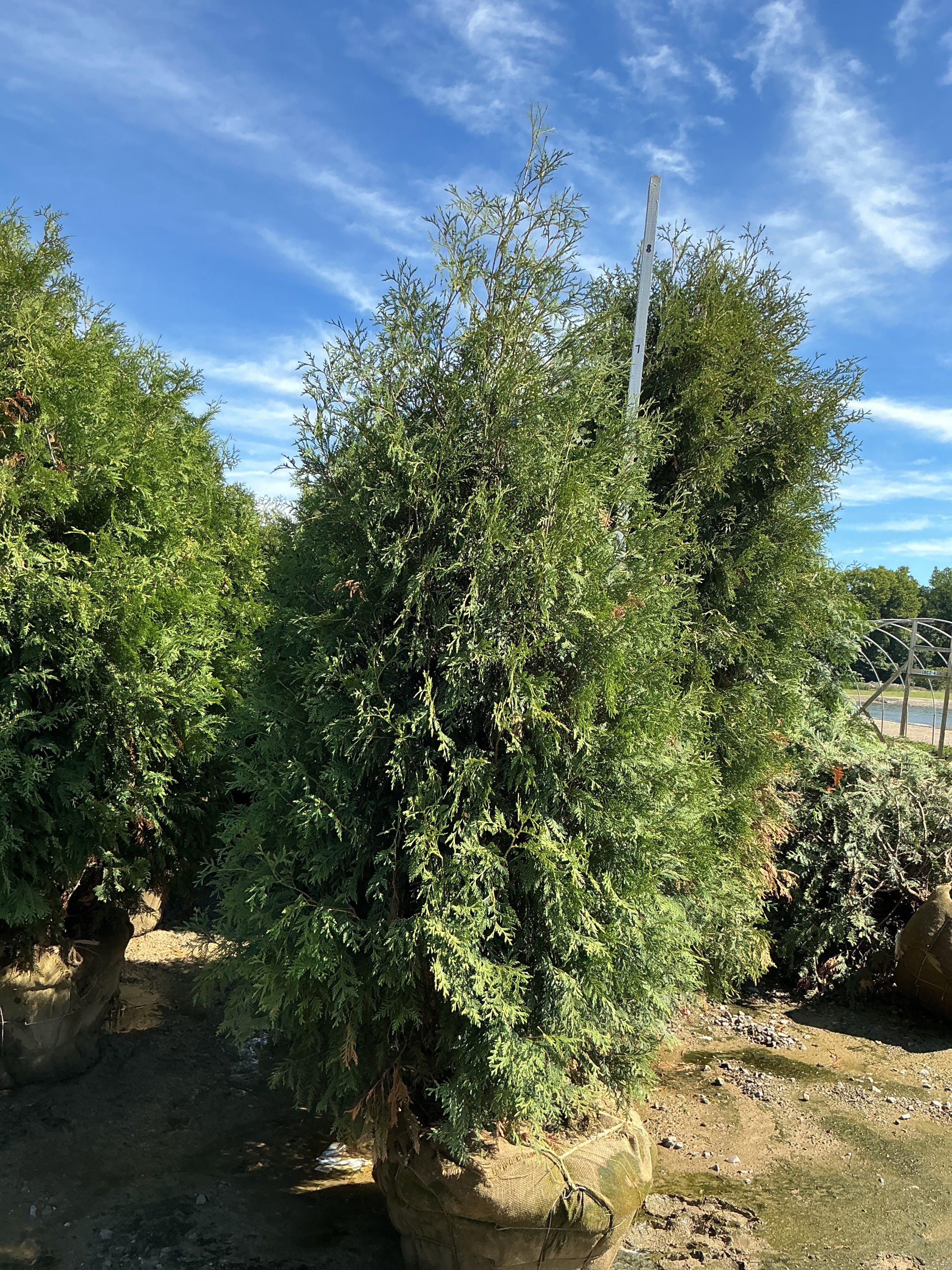 Thuja occidentalis 'Techny Mission'