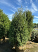 Thuja occidentalis 'Techny Mission'