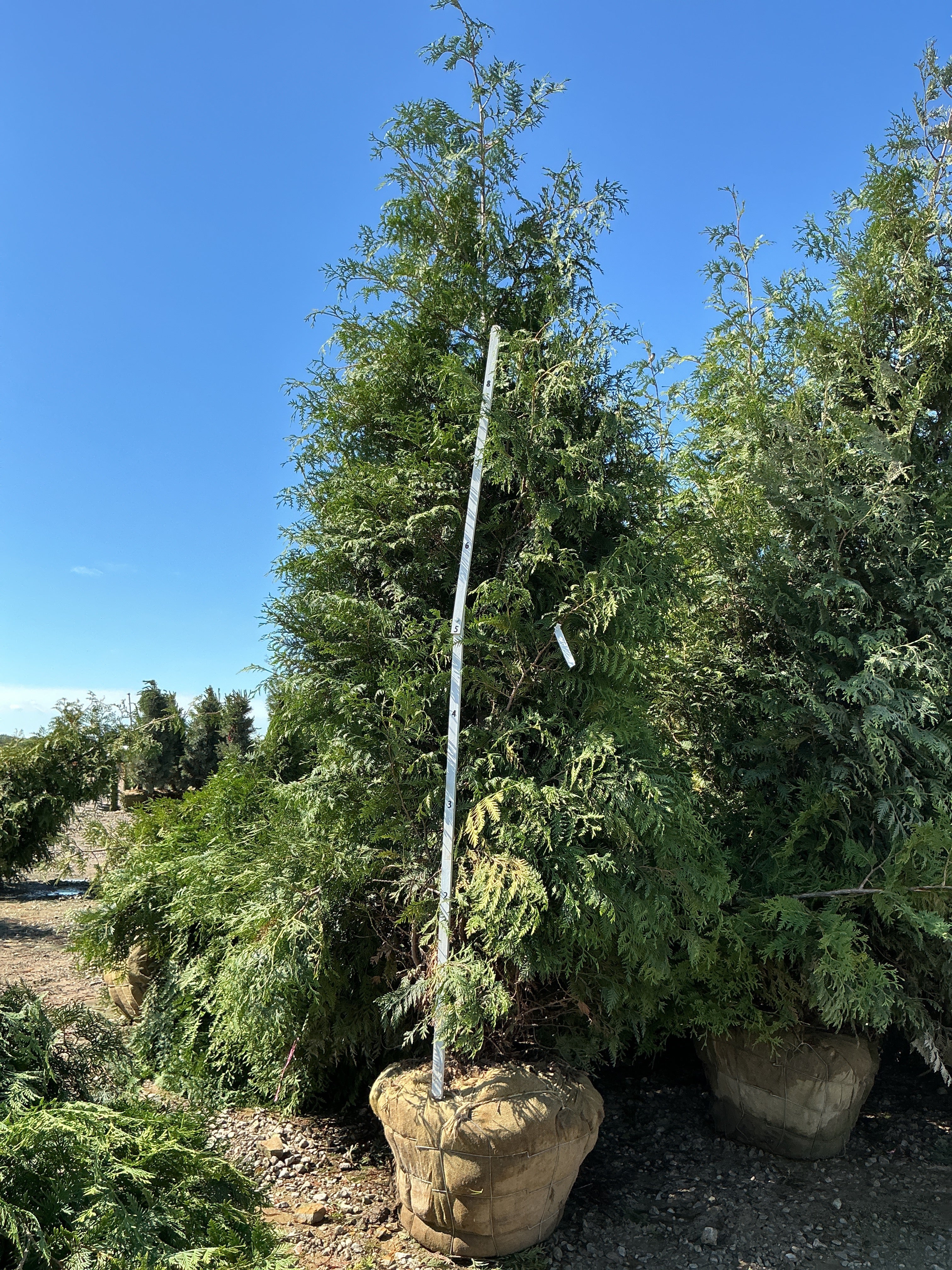 Thuja plicata 'Green Giant'