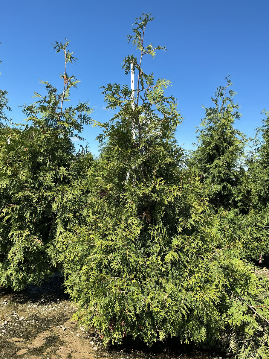 Thuja plicata 'Green Giant' â€” BB 84