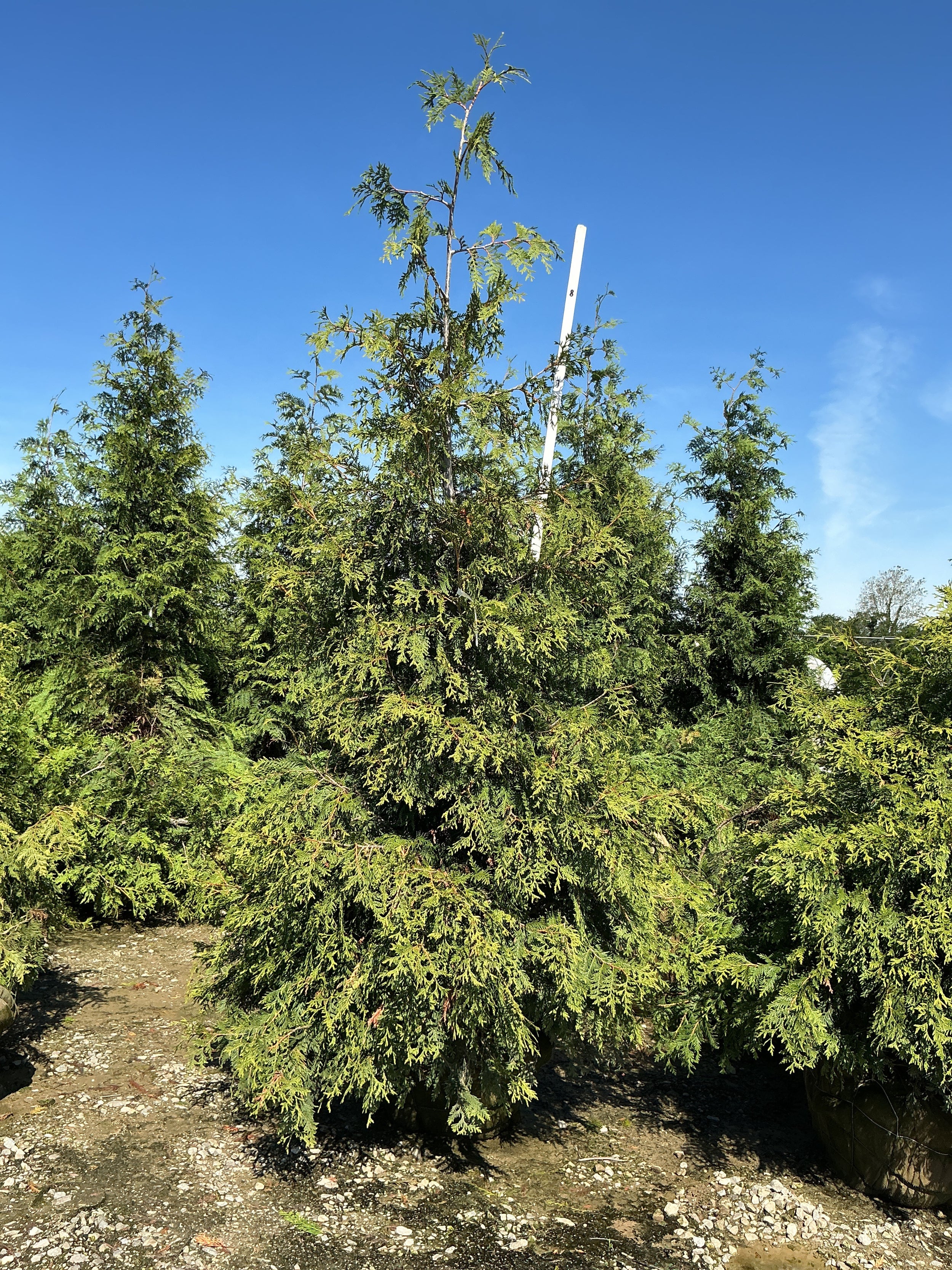 Thuja plicata 'Green Giant'