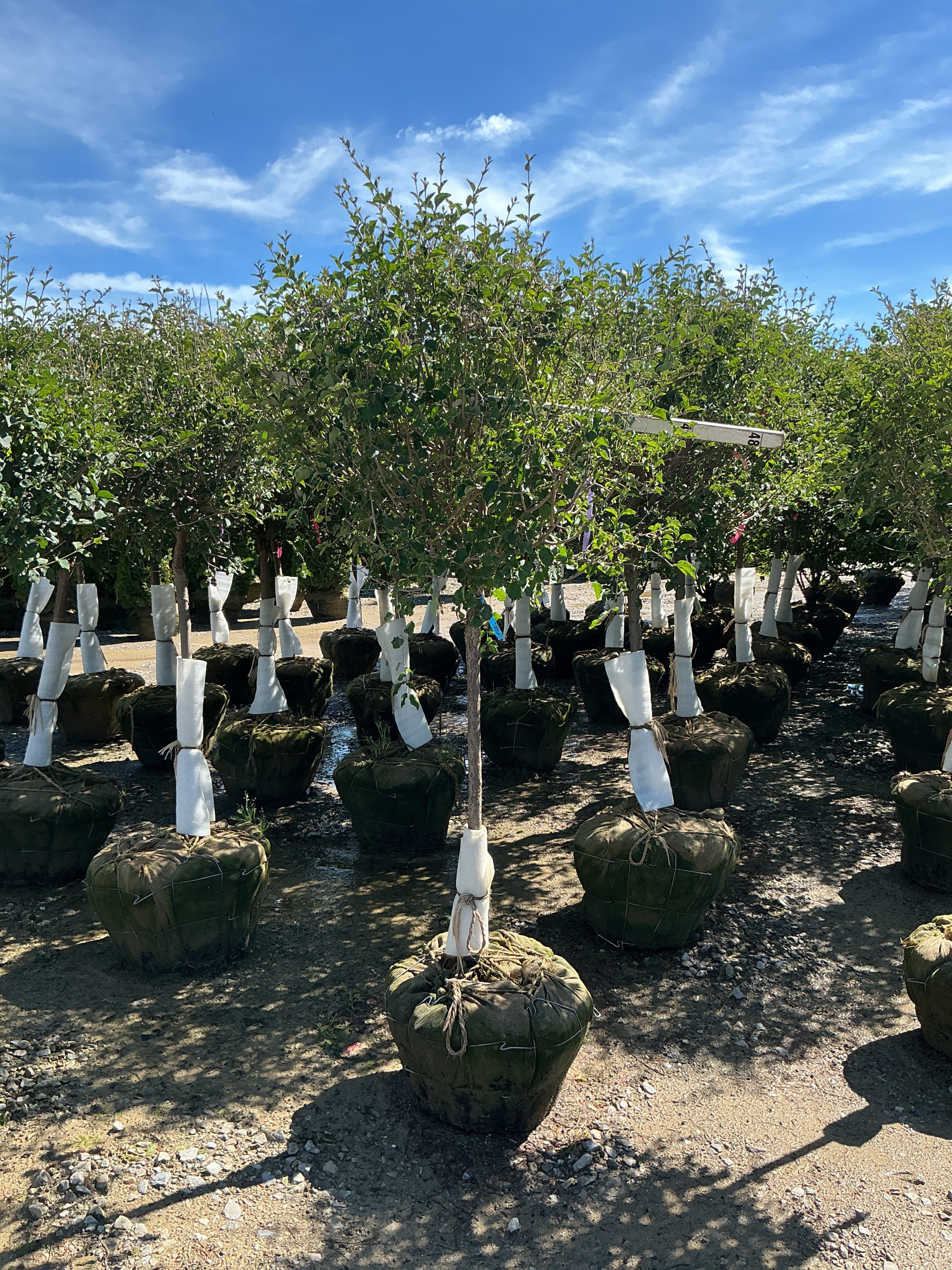 Syringa x 'Penda'