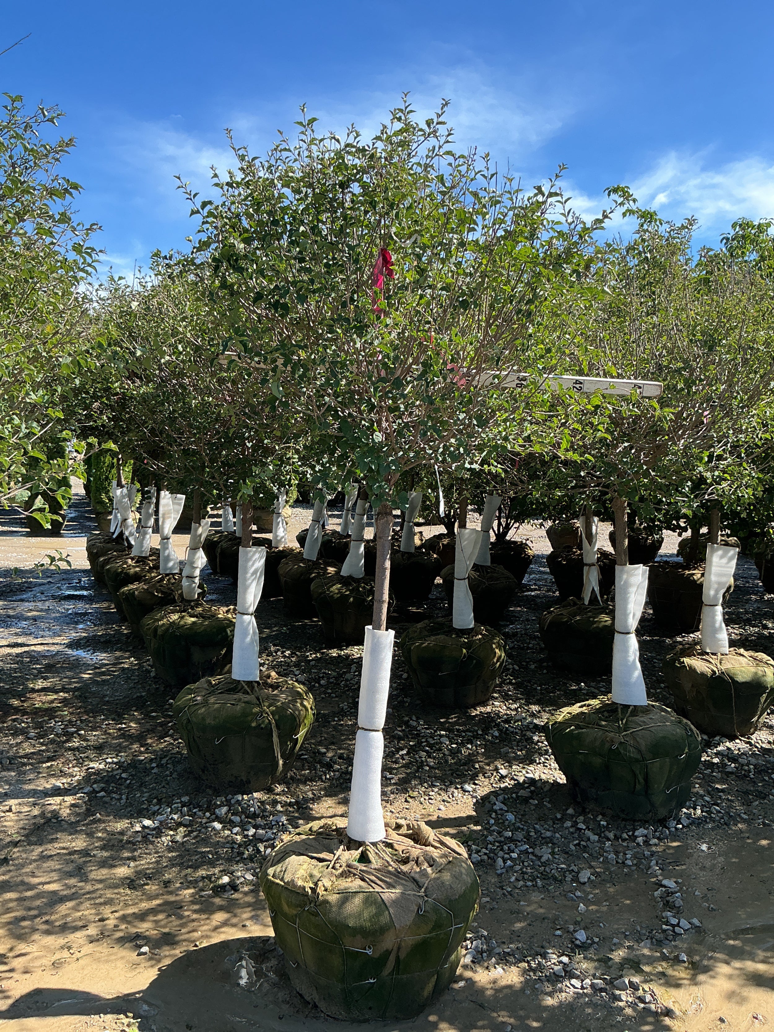 Syringa x 'Penda'