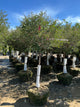 Syringa x 'Penda'