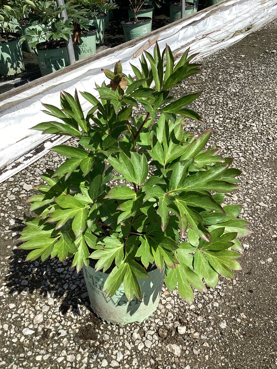 Paeonia × Itoh ‘All That Jazz’