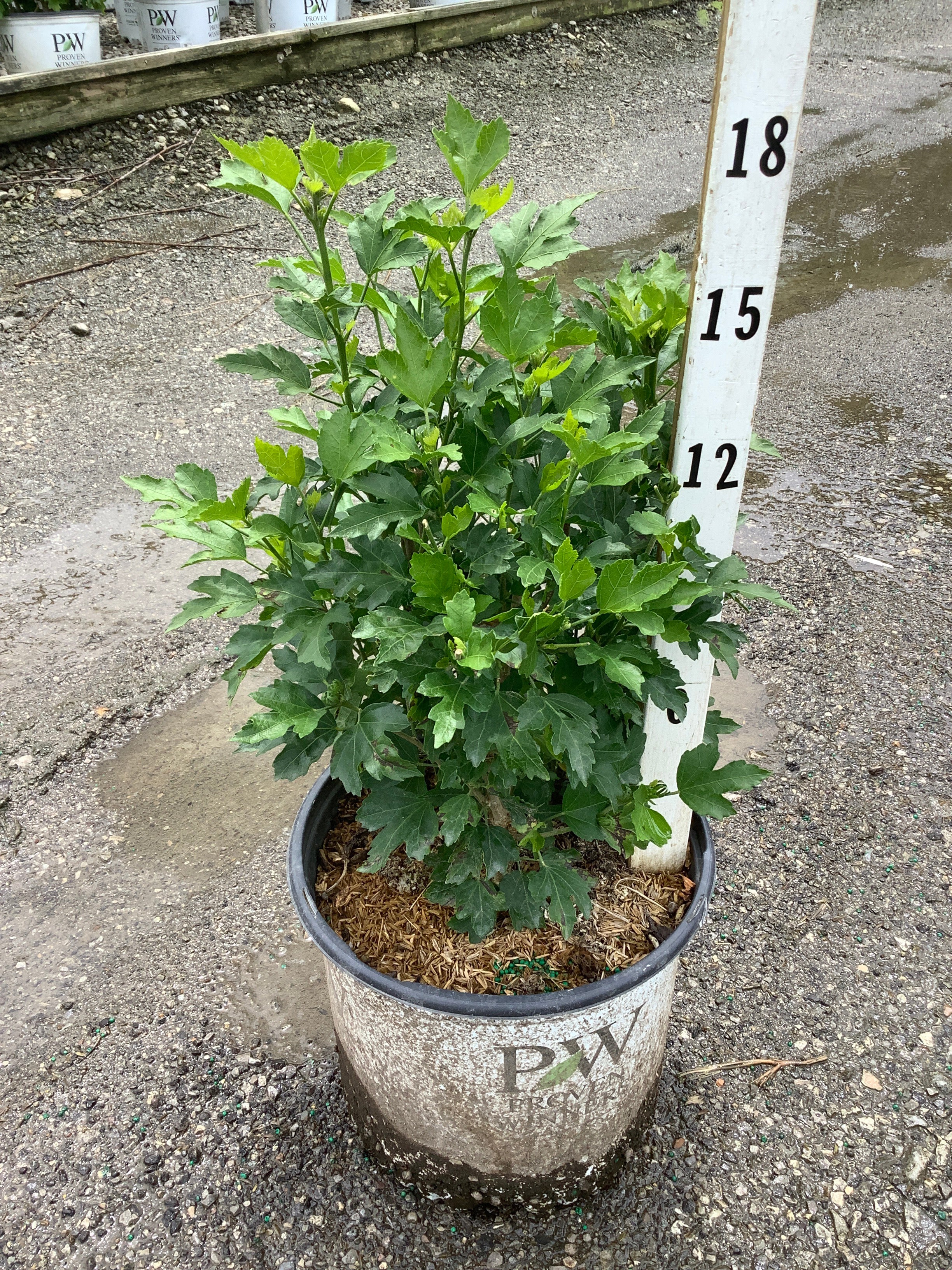 Hibiscus paraplu 'Pink Ink'