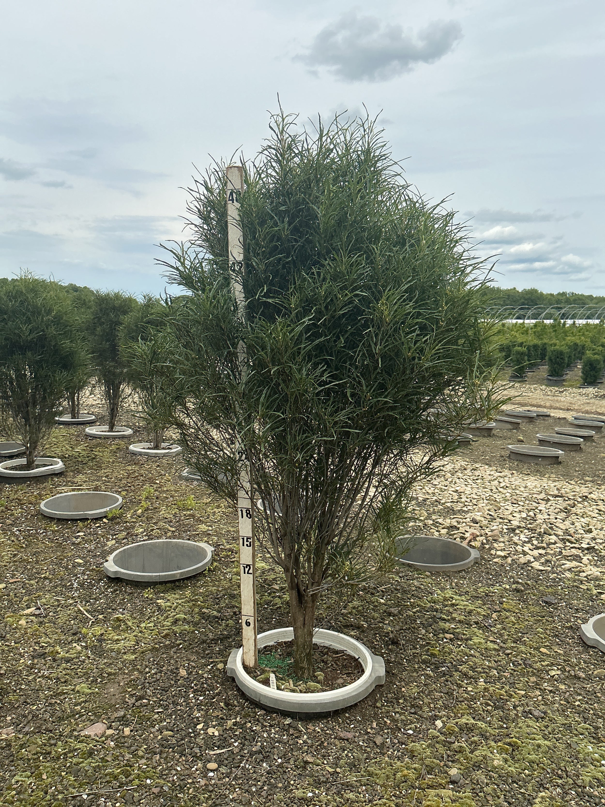 Rhamnus frangula 'Ron Williams'