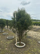 Rhamnus frangula 'Ron Williams'
