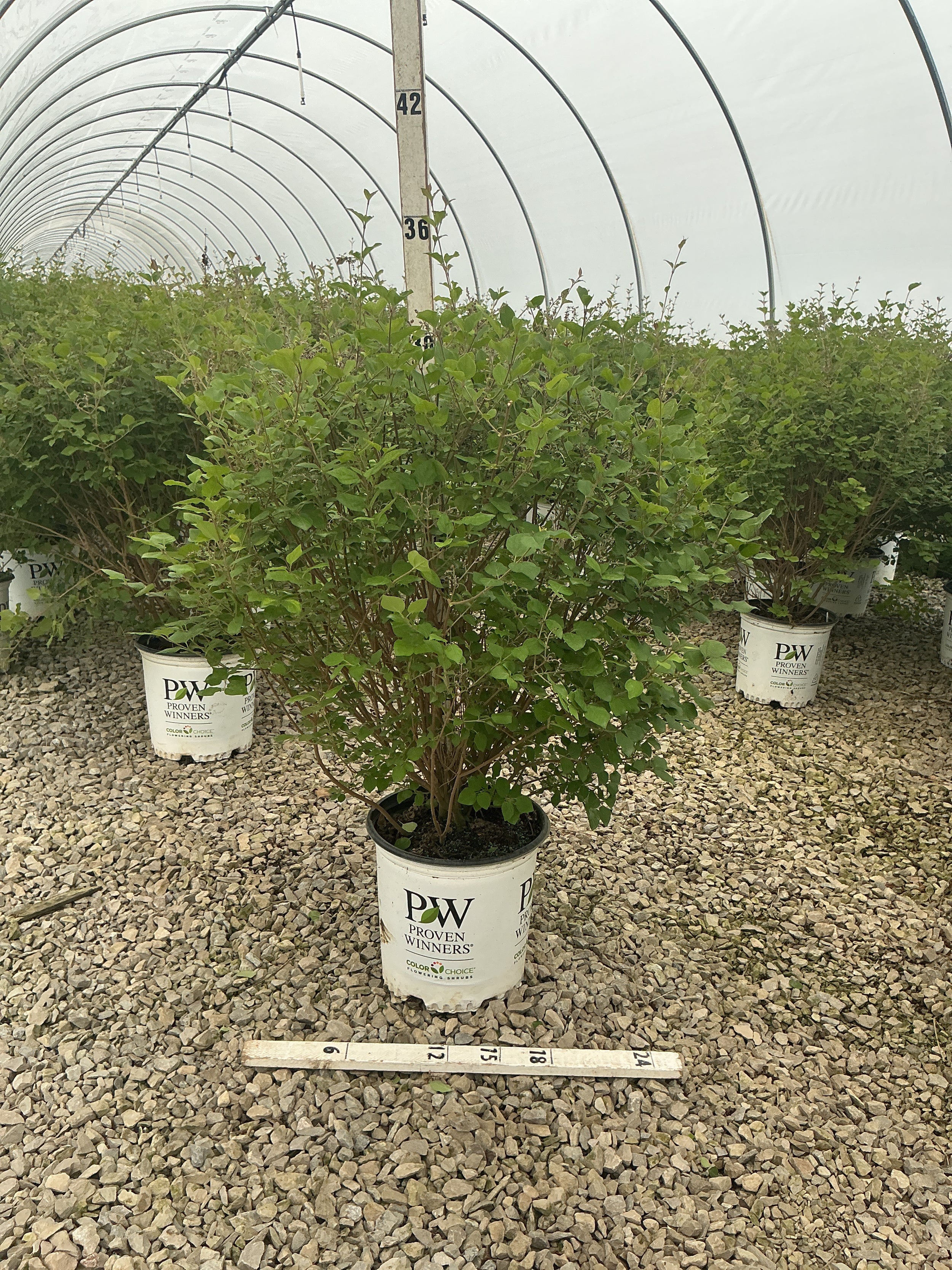 Syringa x 'Penda'