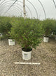 Syringa x 'Penda'