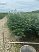 Euonymus alatus 'Compactus'