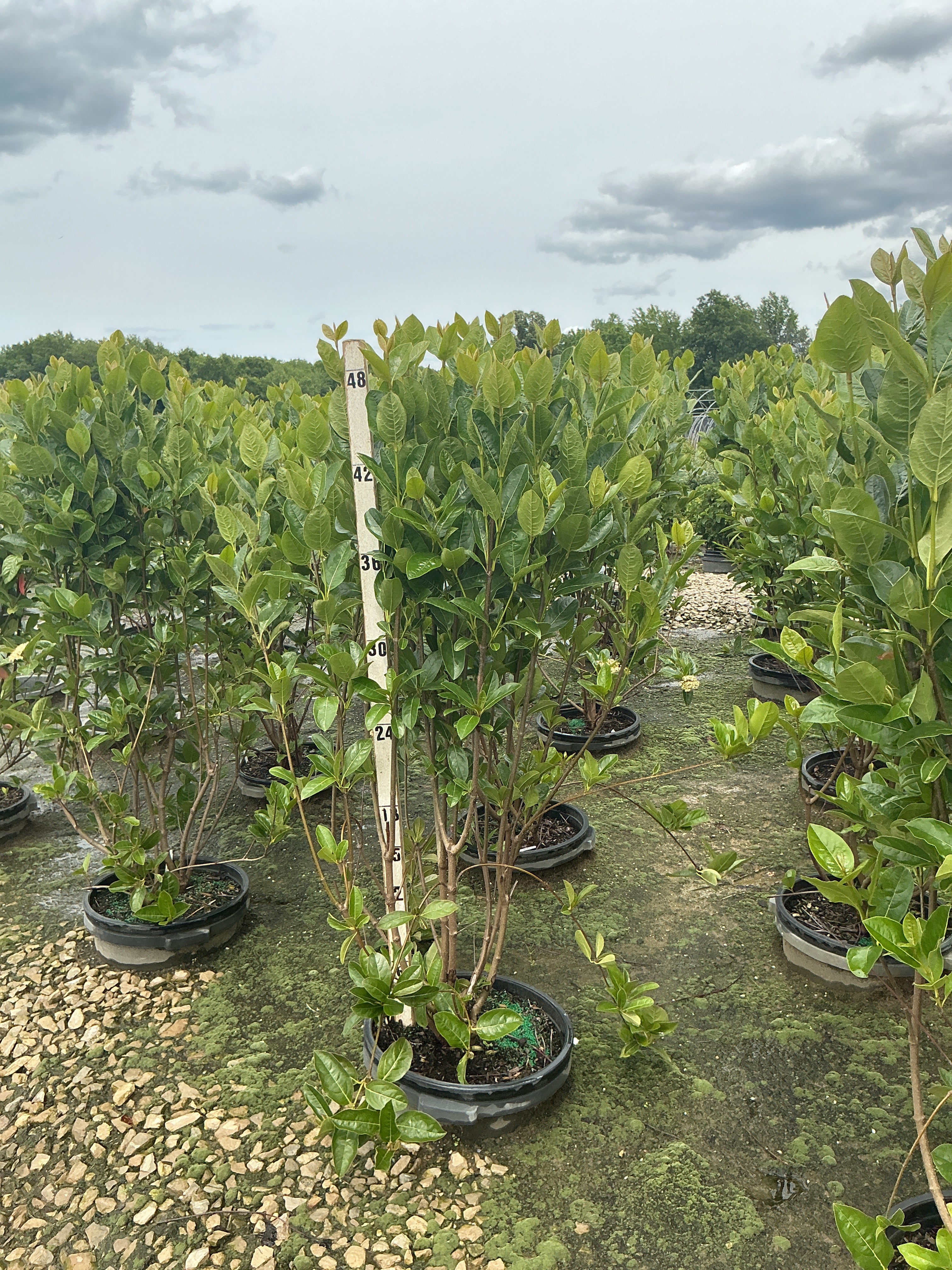 Viburnum nudum 'Winterthur'
