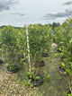 Viburnum nudum 'Winterthur'