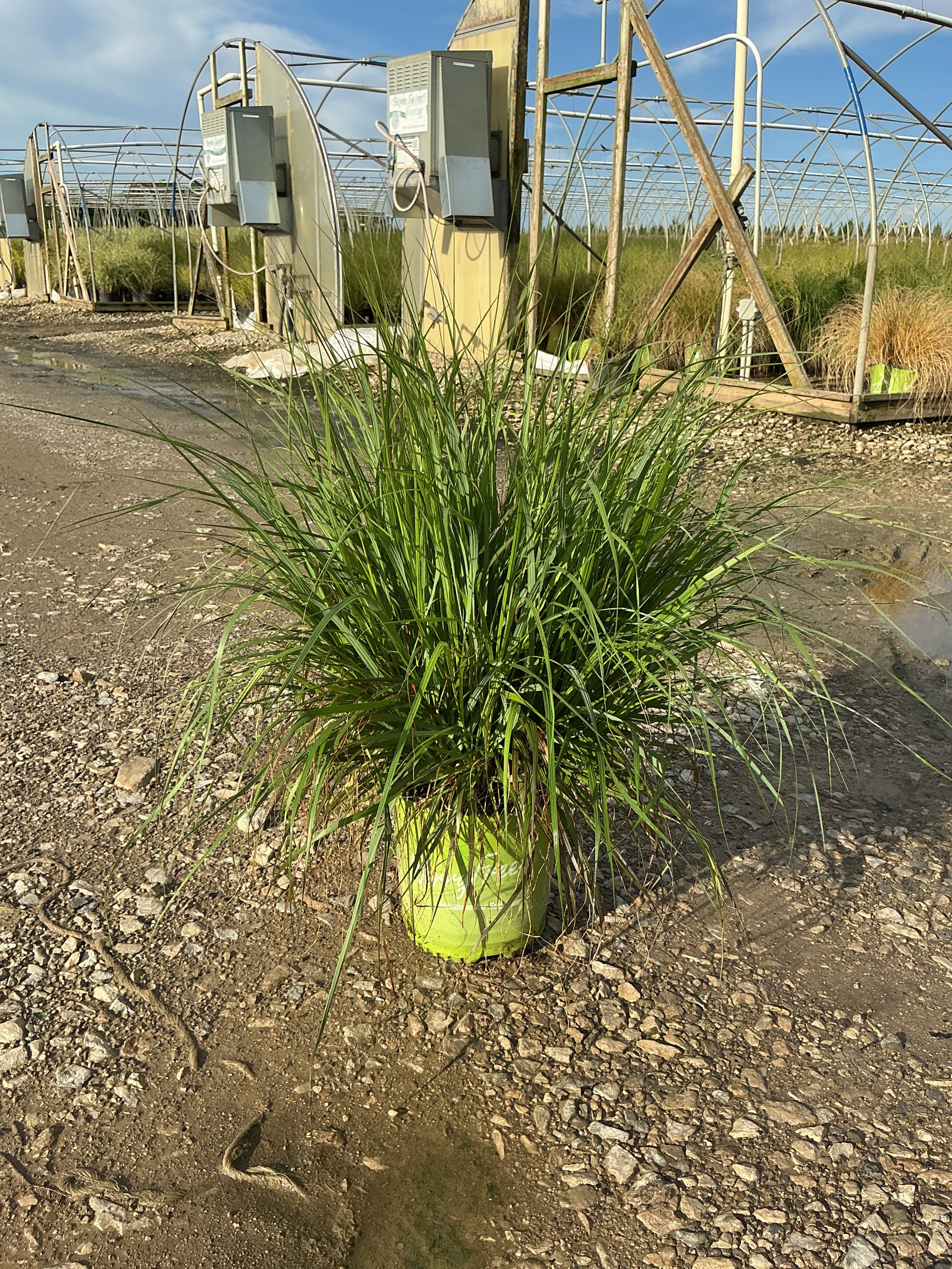 Pennisetum 'Pe. Al. Cayenne'