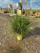 Pennisetum 'Pe. Al. Cayenne'