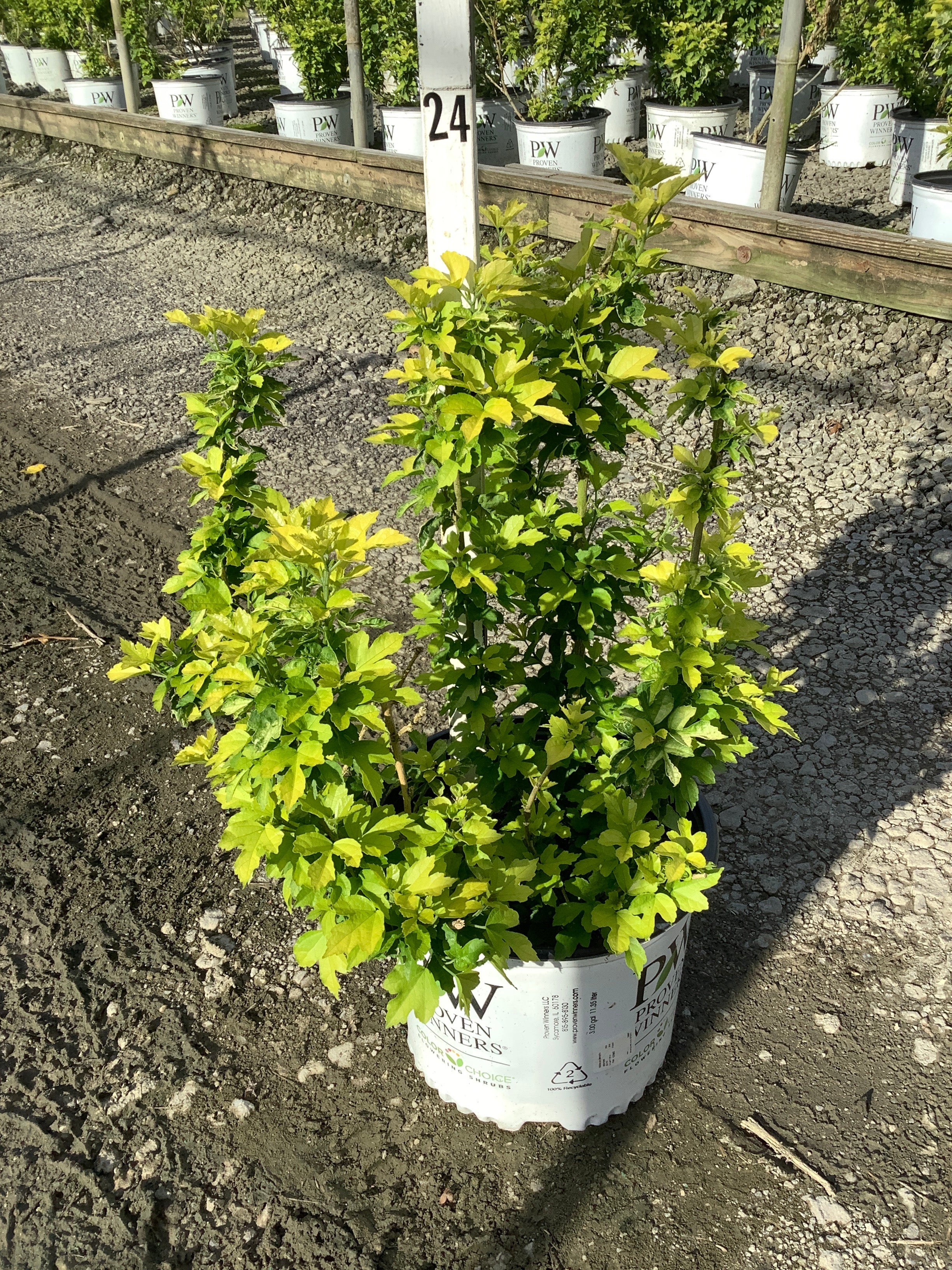 Hibiscus syriacus 'Minpapan1'