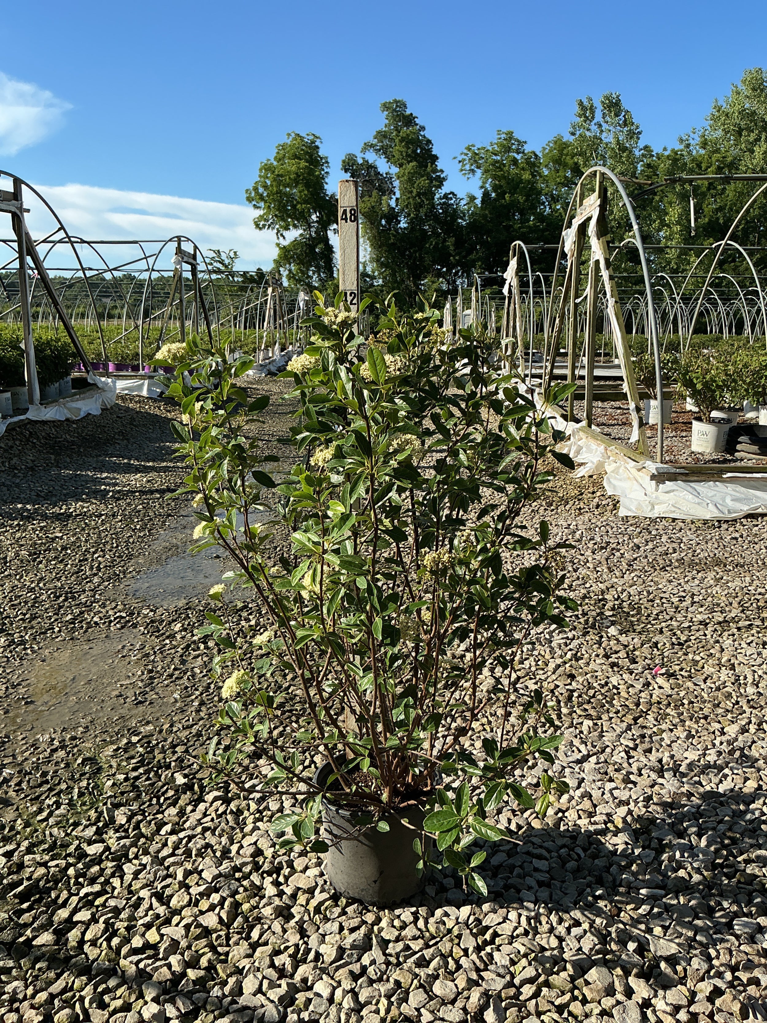 Viburnum nudum 'Winterthur'