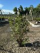 Viburnum nudum 'Winterthur'