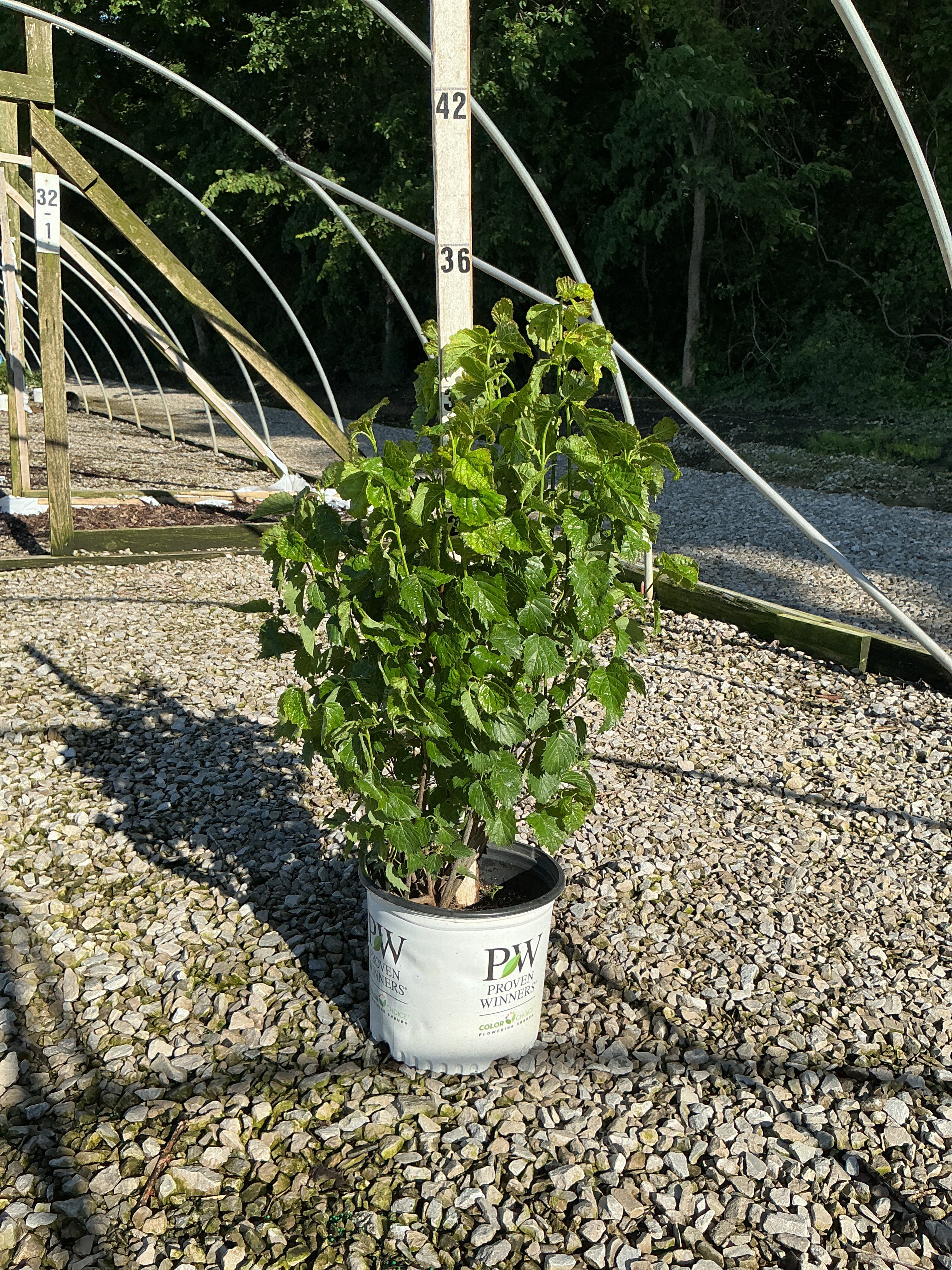 Viburnum dentatum 'Christom'