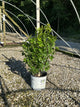 Viburnum dentatum 'Christom'
