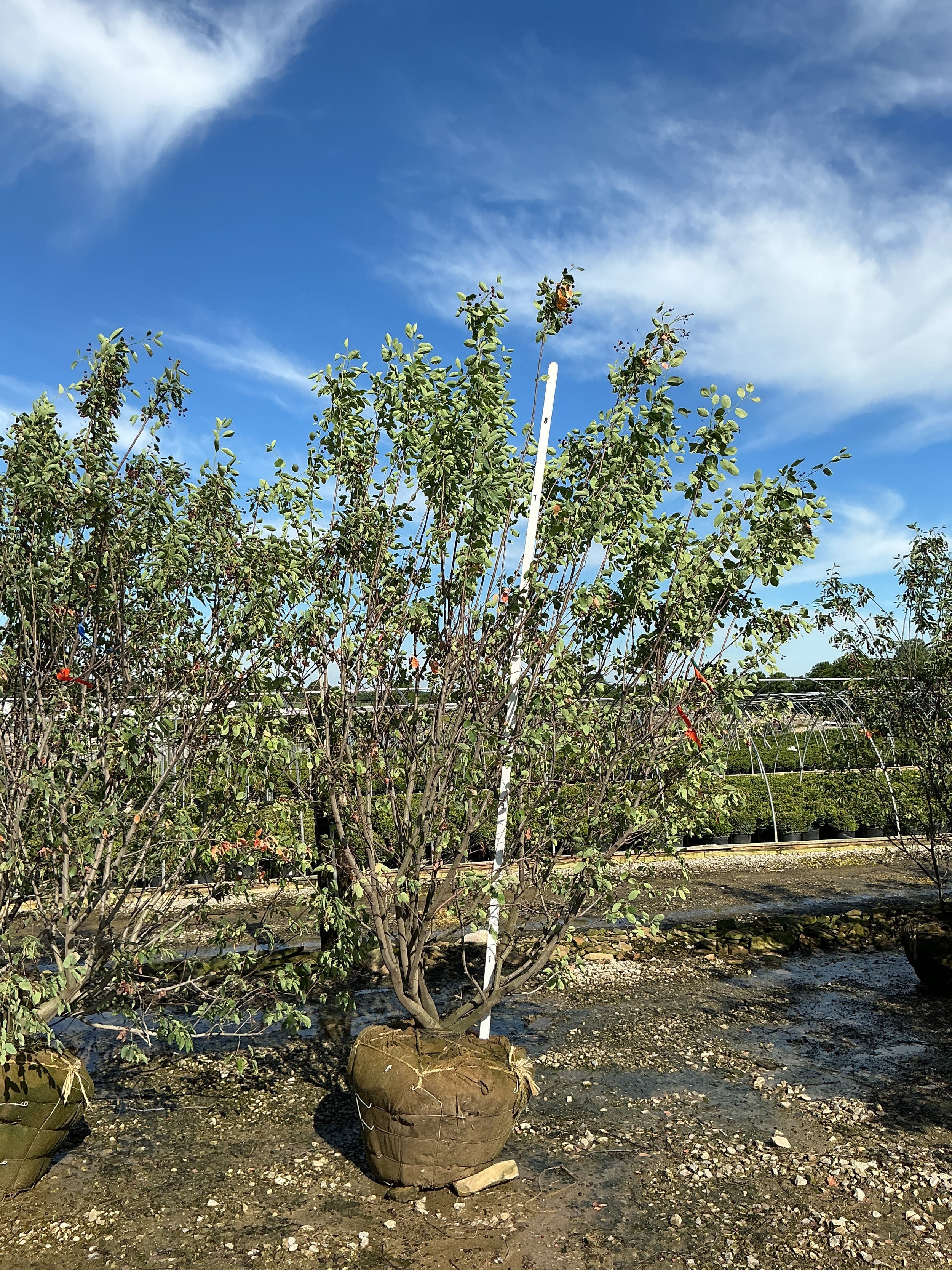 Amelanchier x grandiflora 'Autumn Brilliance'